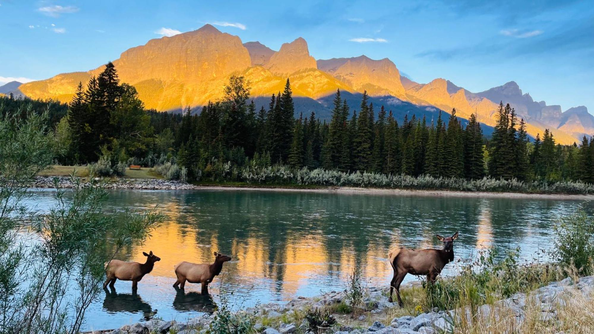 #304 Mountain View 1Br In Canmore Dt Bagian luar foto